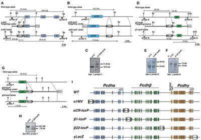 Distinct and Cooperative Functions for the Protocadherin-α, -β and -γ Clusters in Neuronal Survival and Axon Targeting